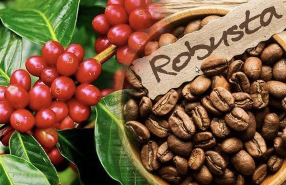 Vietnam’s coffee exports to Thailand surge in value despite volume decline